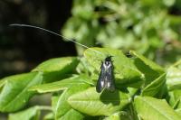 Adela reaumurella