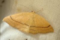 Cyclophora linearia