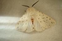 Spilosoma lubricipeda