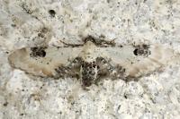 Eupithecia centaureata