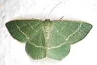 Chlorissa viridata