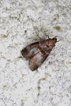 Acrobasis advenella