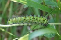 Saturnia pavonia