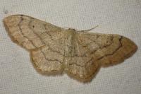 Idaea aversata