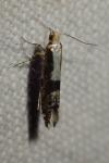 Argyresthia conjugella