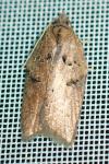 Acleris schalleriana