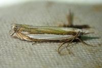 Crambus pascuella