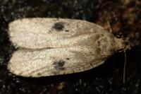 Agonopterix propinquella