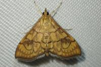 Anania verbascalis