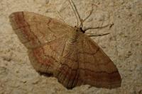 Scopula rubiginata