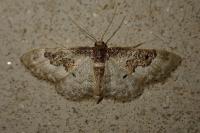 Idaea rusticata