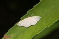 Idaea subsericeata