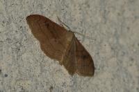 Idaea rubraria