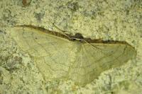 Idaea aversata