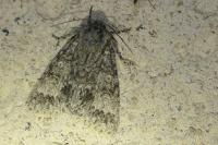 Acronicta megacephala