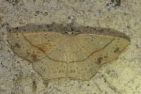 Cyclophora punctaria