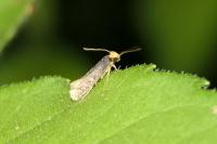 Stigmella