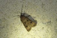 Agrotis segetum