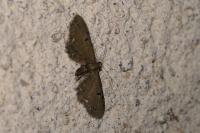 Eupithecia absinthiata