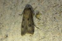 Agrotis exclamationis