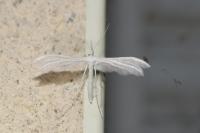 Pterophorus pentadactylus