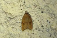 Acleris rhombana