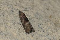 Acrobasis