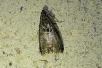 Acrobasis advenella