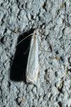 Crambus pascuella