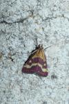 Pyrausta purpuralis