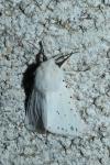 Spilosoma lubricipeda