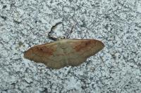 Idaea rubraria