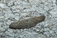 Idaea seriata