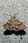 Heliothis viriplaca