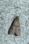 Nomophila noctuella