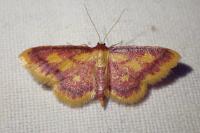 Idaea muricata