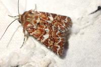 Anarta myrtilli