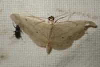 Idaea biselata