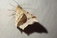 Macaria alternata