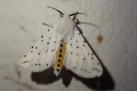 Spilosoma lubricipeda