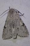 Acronicta leporina