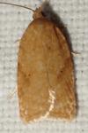 Acleris ferrugana