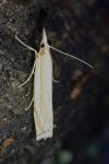 Crambus ericella