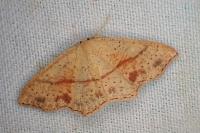 Cyclophora punctaria