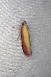 Oncocera semirubella