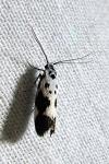 Ethmia quadrillella