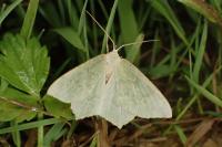 Hemithea aestivaria