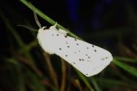 Spilosoma lubricipeda