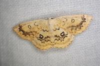 Cyclophora annularia