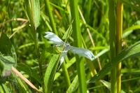 Pterophorus pentadactylus